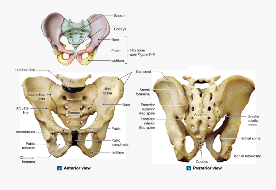 Clip Art Pelvis Hip Human Skeleton - Parts Of The Pelvis Of The Adult Male, Transparent Clipart
