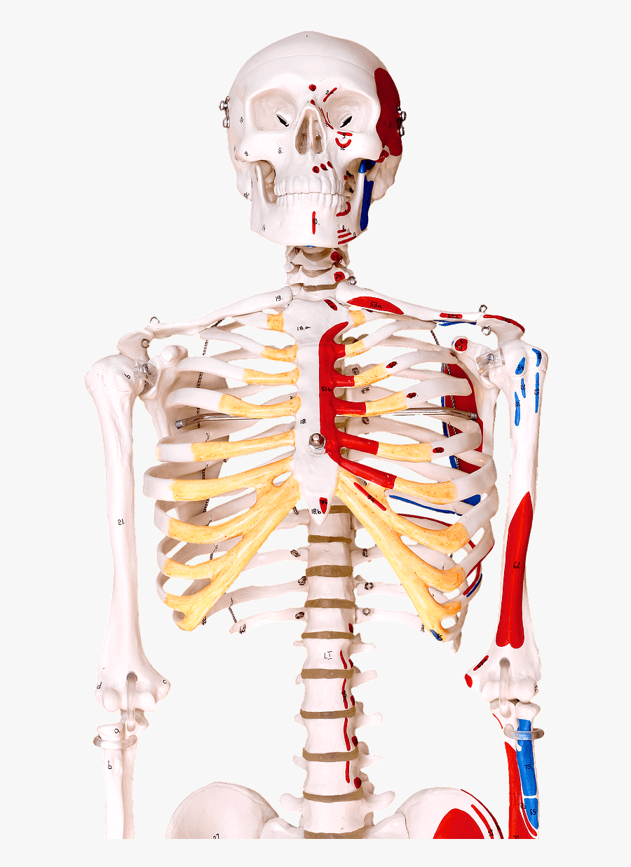 Human Bones Png - Human Skeleton, Transparent Clipart