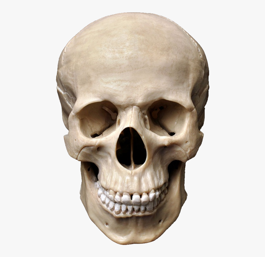 Clip Art Human Skull Images - Transparent Background Skull Png, Transparent Clipart