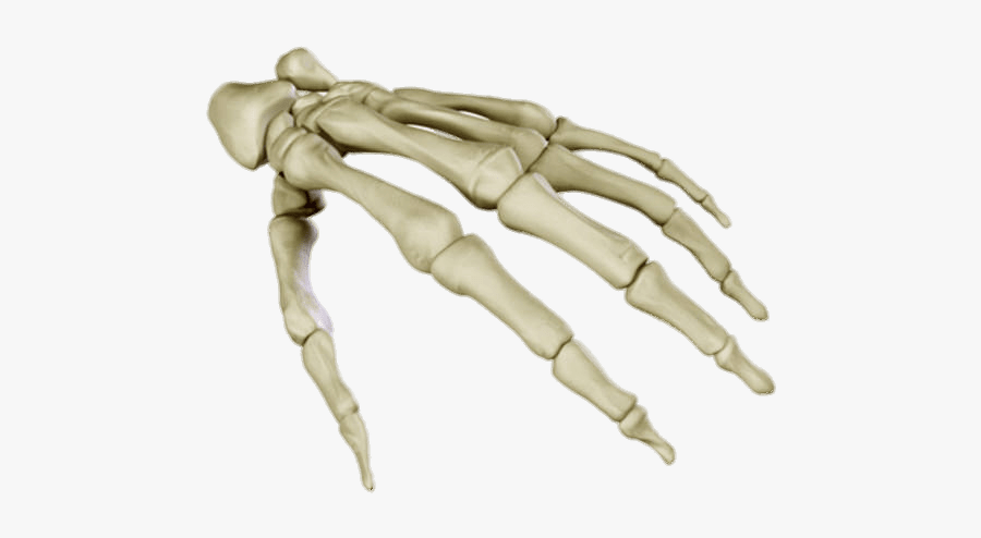 Skeleton Hand Png - Transparent Skeleton Hand Png, Transparent Clipart