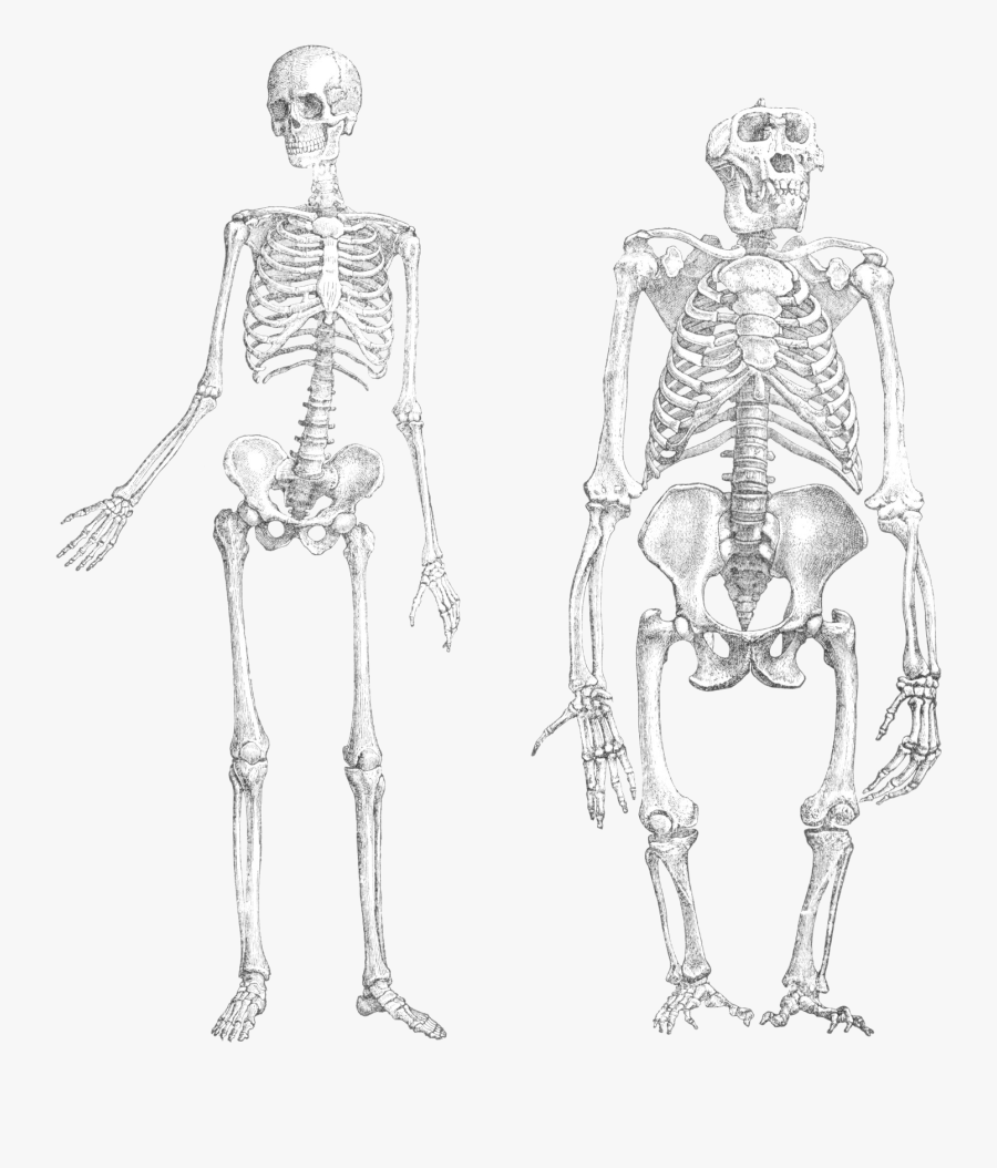 Transparent Human Skeleton Clipart - Seth Sentry Petty, Transparent Clipart