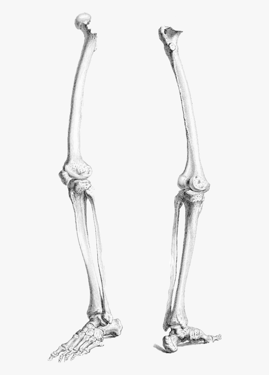 Legs Clipart Skeleton Leg - Human Skeleton Leg Drawing, Transparent Clipart