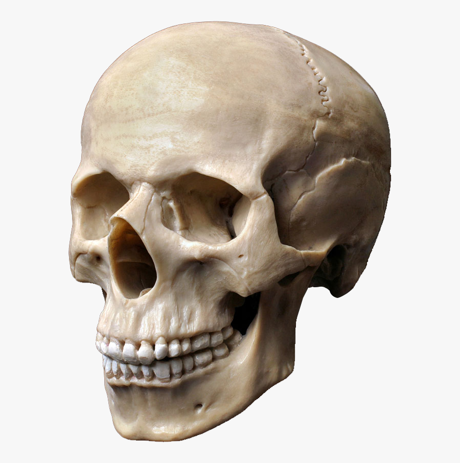 Clip Art Human Skull Pictures - Skull Stock, Transparent Clipart