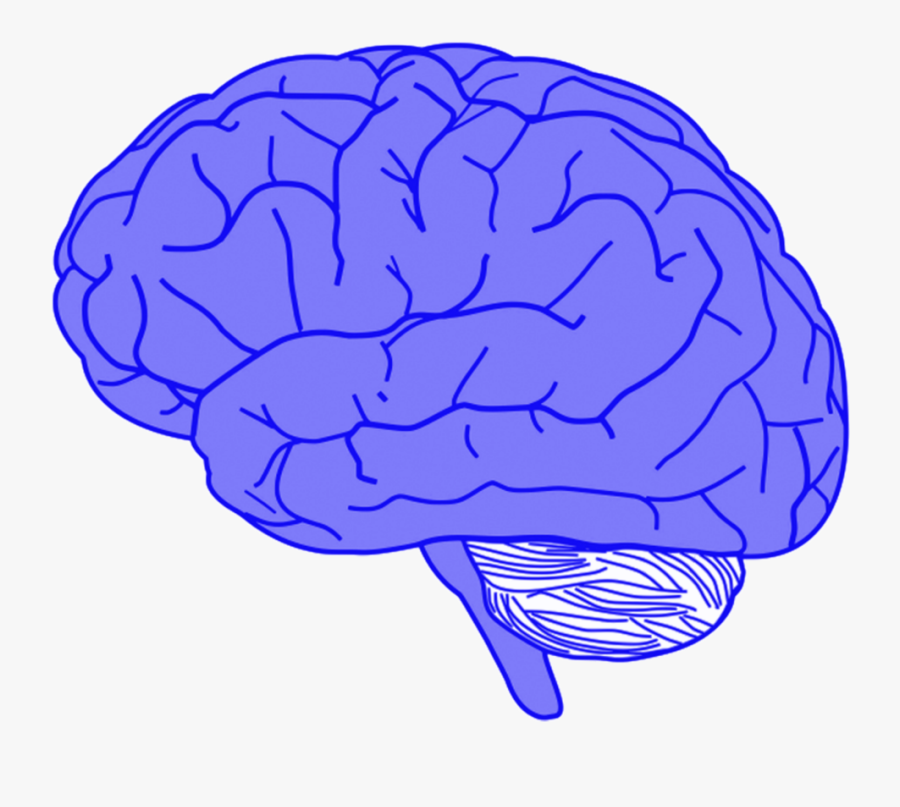 Brain Clipart Png, Transparent Clipart