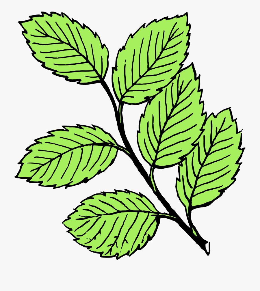 Clipart Leaves Leaf Drawing - Leaves Clipart Black And White, Transparent Clipart