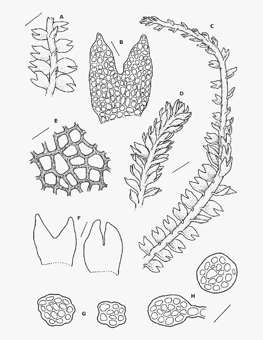 E Transparent Leaf - Drawing, Transparent Clipart