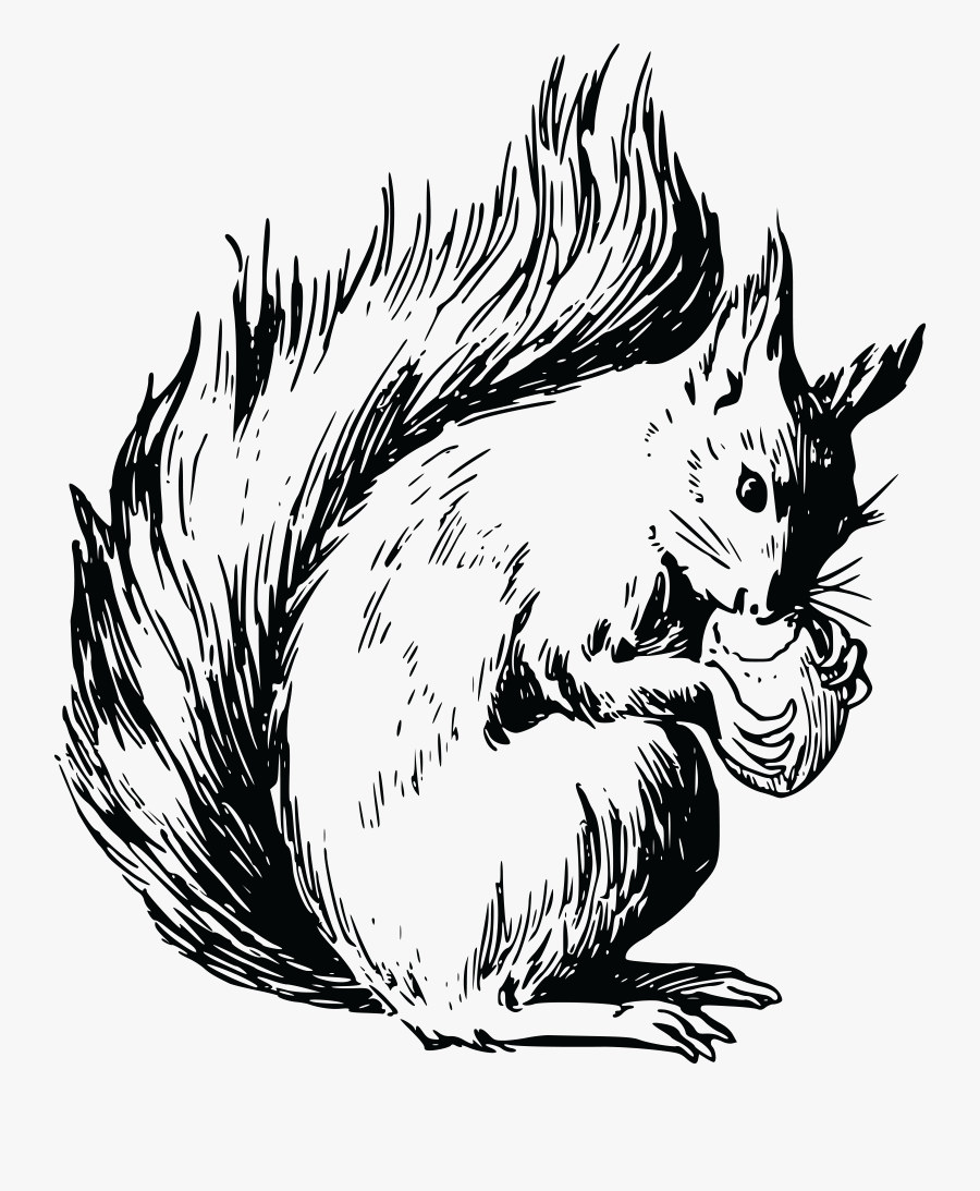 Red Squirrel Coloring Page, Transparent Clipart