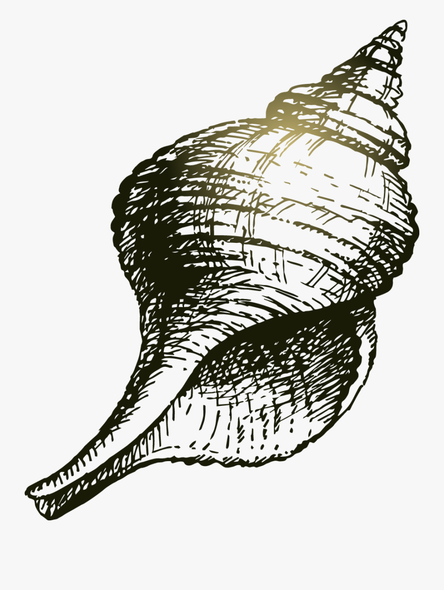 Sea Shell Drawing - Conch Drawing Png, Transparent Clipart