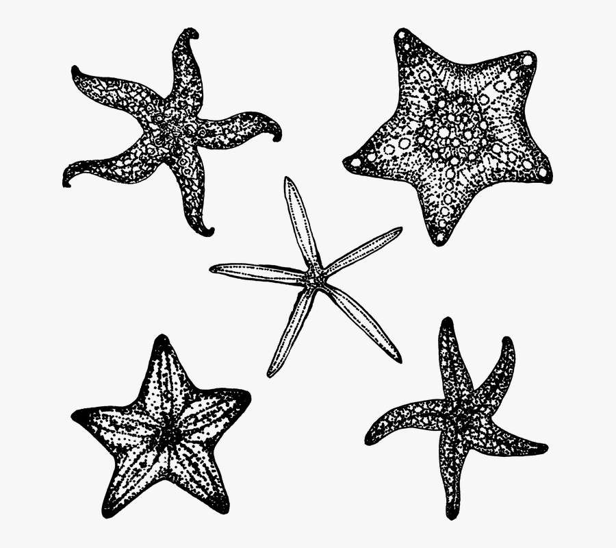 Estrella De Mar En Negro, Transparent Clipart