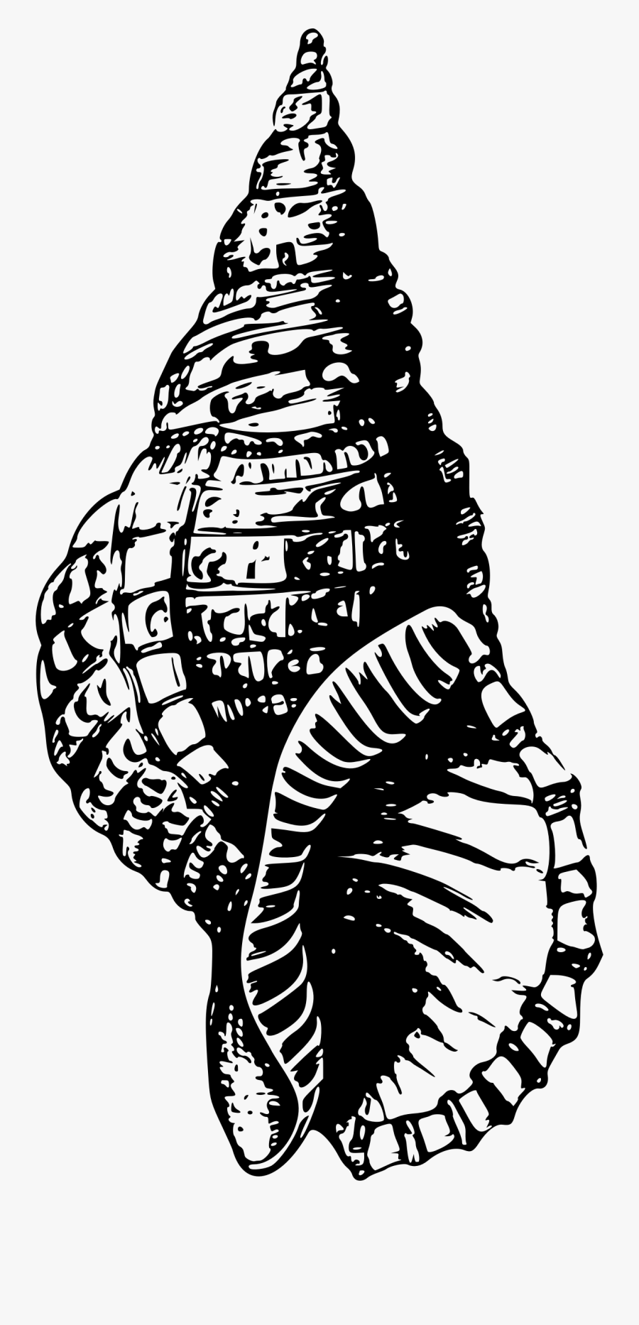 Sea Shell 27 Clip Arts - Snail Shell Black And White Png, Transparent Clipart