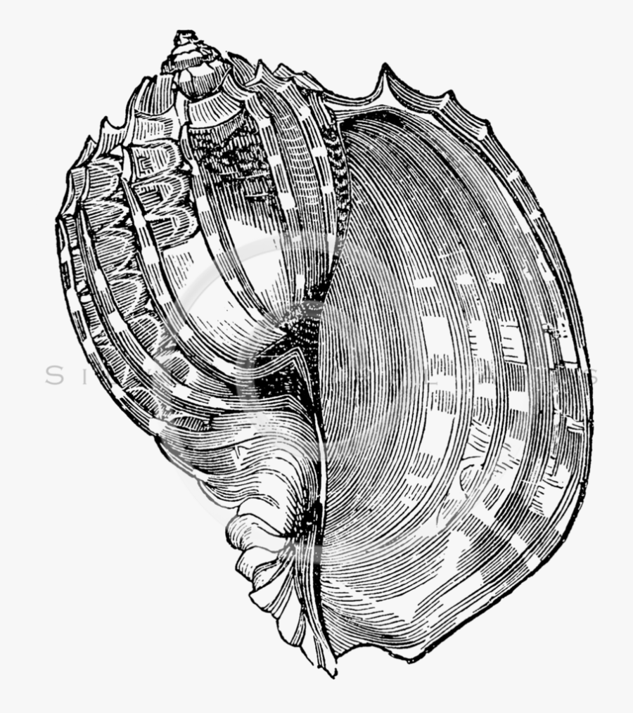 Drawing Shells Sketch - Antique Shell, Transparent Clipart