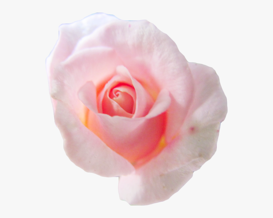 Rose, Transparent Clipart