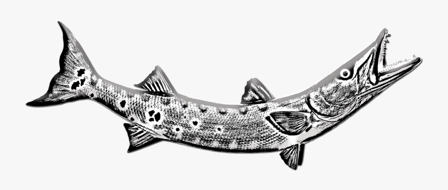 Barracuda, Fish, Underwater, Ocean, Sea, Exotic, Teeth - Pacific Sturgeon, Transparent Clipart