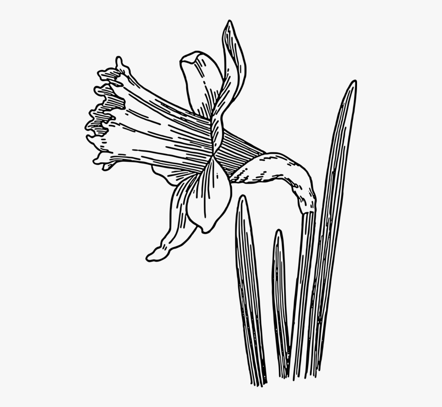 Collection Of Free Iceberg Drawing Pencil Download - Daffodil Clipart Black And White, Transparent Clipart