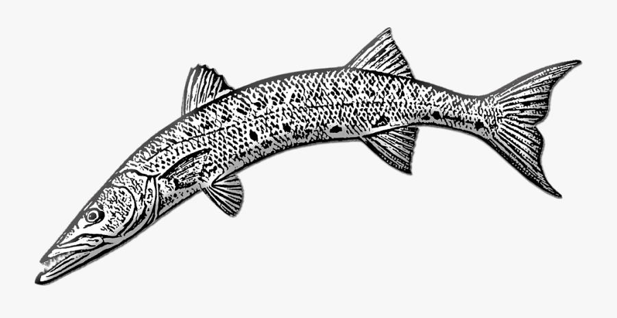 Barracuda, Fish, Underwater, Ocean, Sea, Exotic, Teeth - Trout, Transparent Clipart