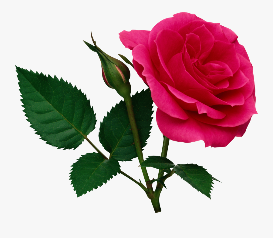 Rose Png, Transparent Clipart