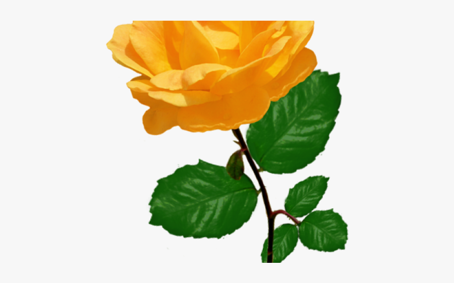 Stalk Of Roses Yellow, Transparent Clipart