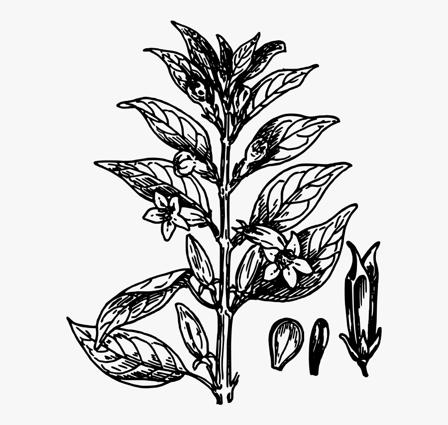 Sesame 1 - Black And White Plant Clip Art, Transparent Clipart