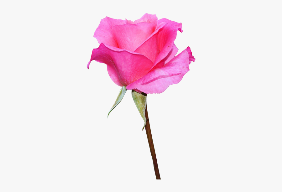 Garden Family,flowering Plant,plant,cut Flowers,hybrid - Pink Rose Rose Rose En Png Transparent, Transparent Clipart