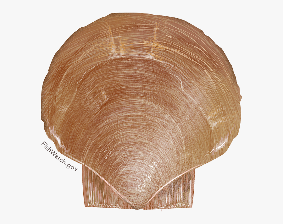 Illustration Of An Atlantic Sea Scallop - Atlantic Sea Scallop, Transparent Clipart