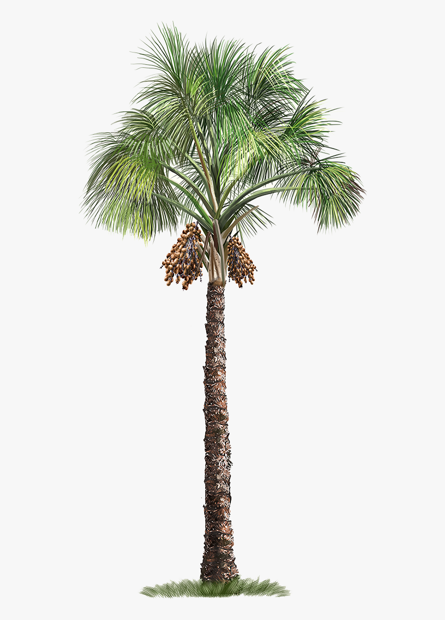 Palm Flexuosa Mauritia Tree Arecaceae Free Download - L Arbre De Palmier, Transparent Clipart