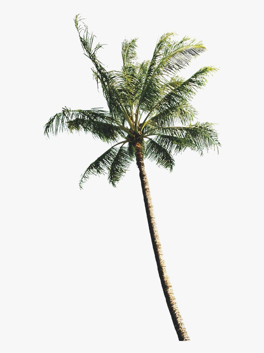 Coconut Tree Png File, Transparent Clipart