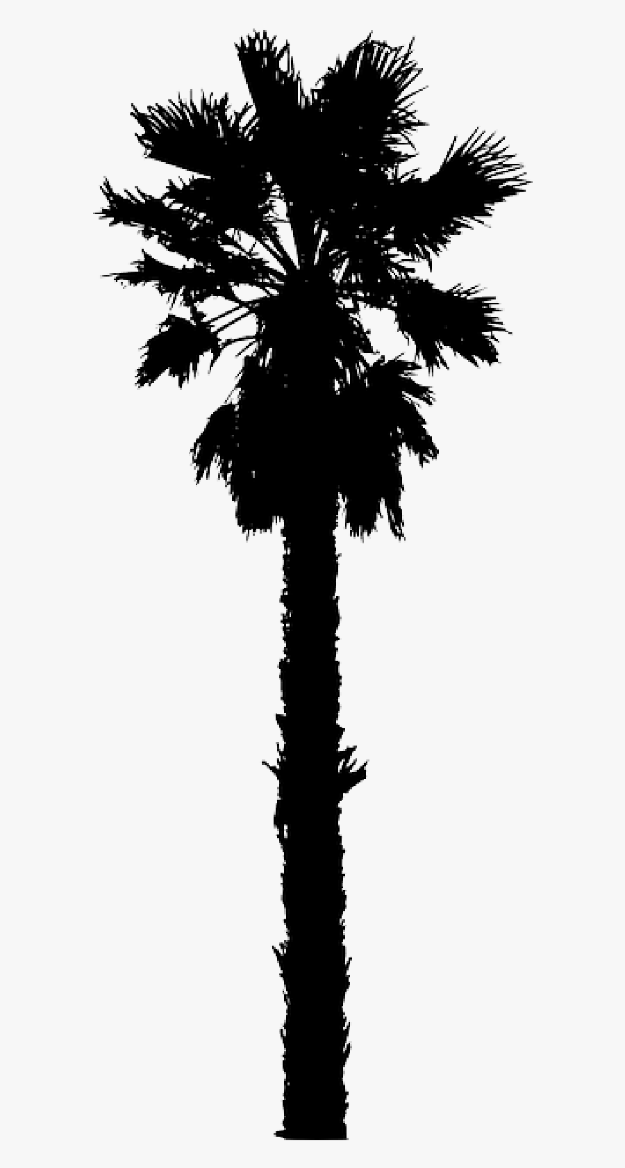 California Palm Clip Art Palm Trees Portable Network - Vector Palm Tree Png, Transparent Clipart