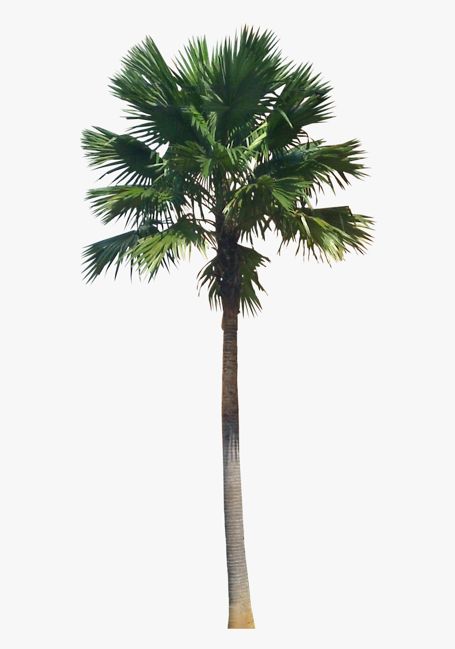 Clip Art A Collection Of Tropical - Transparent Palm Tree Png, Transparent Clipart