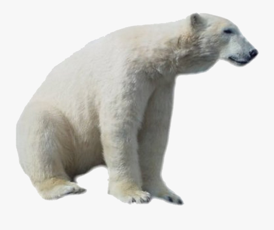 Transparent Polar Bear Png, Transparent Clipart