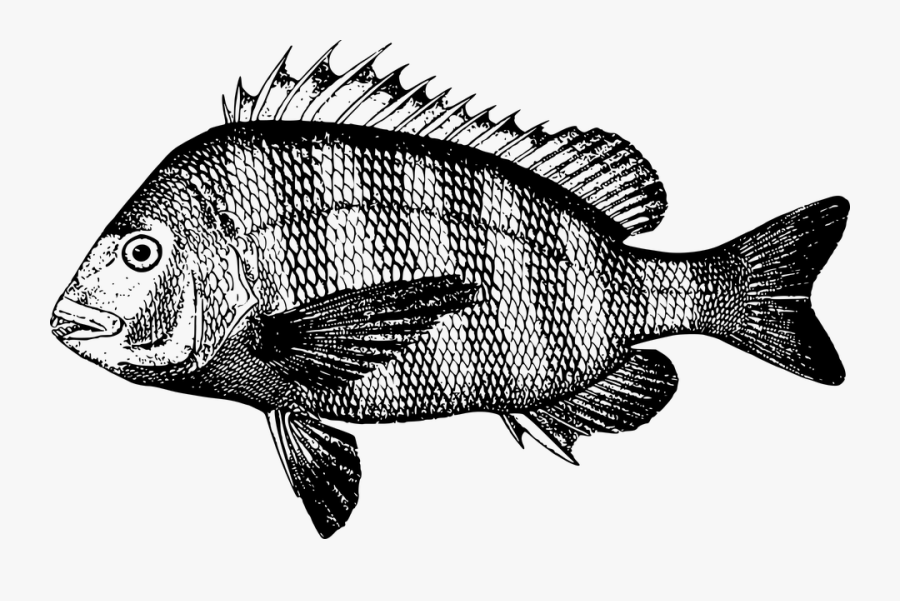 Animal, Fish, Ocean, Sea - Red Snapper Black And White Drawing , Free