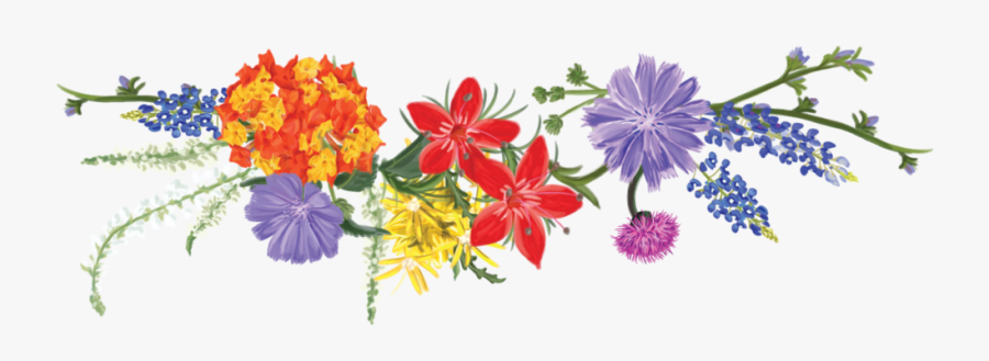 African Daisy, Transparent Clipart