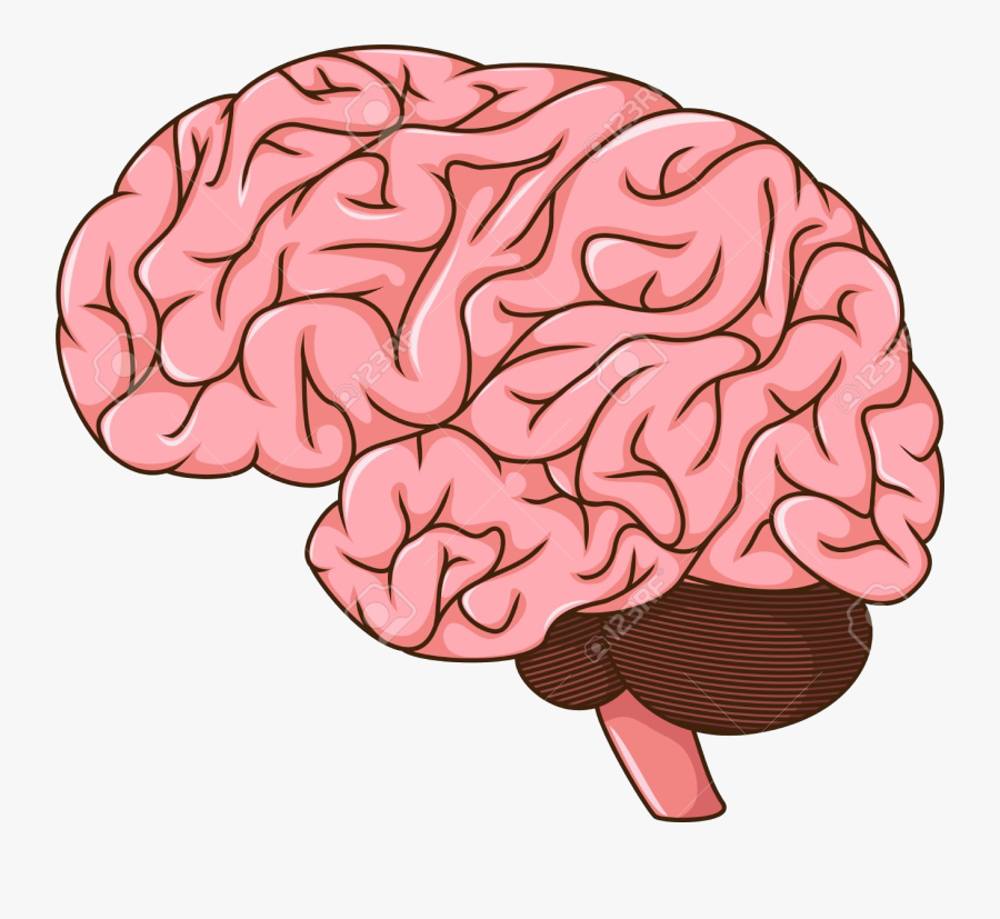 Brain Organ Transparent Png - Brain Clipart Transparent Background, Transparent Clipart