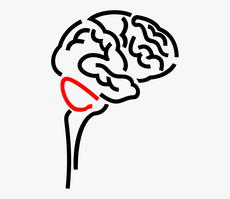 Vector Illustration Of Human Brain Organ Serves As - Cerebro Png Vector, Transparent Clipart