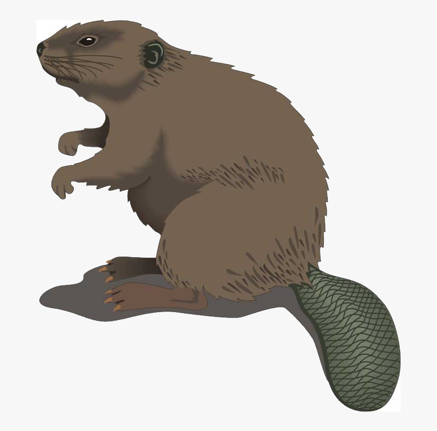 Beaver Png - Beaver Clip Art, Transparent Clipart