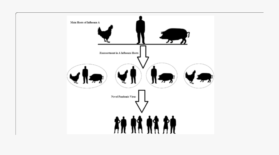 Schematic View Of Reassortment Between Main Hosts Of - Influenza A Host Range, Transparent Clipart