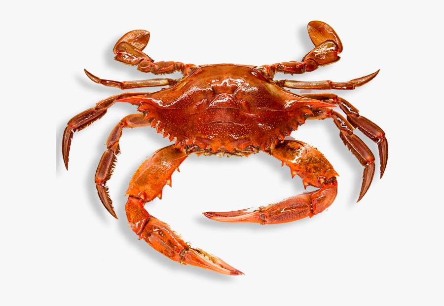 Crab Clipart Border - Crab Png, Transparent Clipart