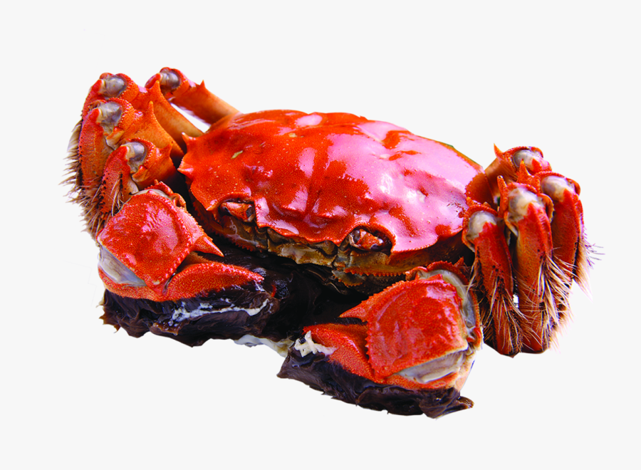Crab Clipart Maryland Live - Yangcheng Lake, Transparent Clipart