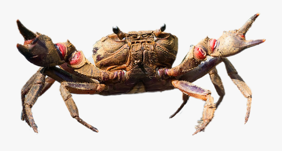Popular And Trending Stickers - Magic Crab Simply Irresistible, Transparent Clipart