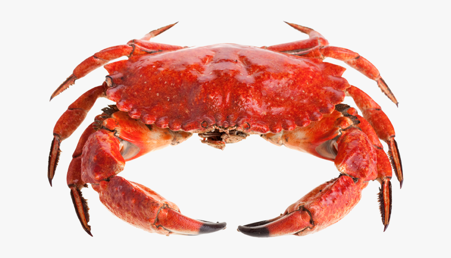 Crab Clipart Crabbing - Sebastian A Lobster Or A Crab, Transparent Clipart