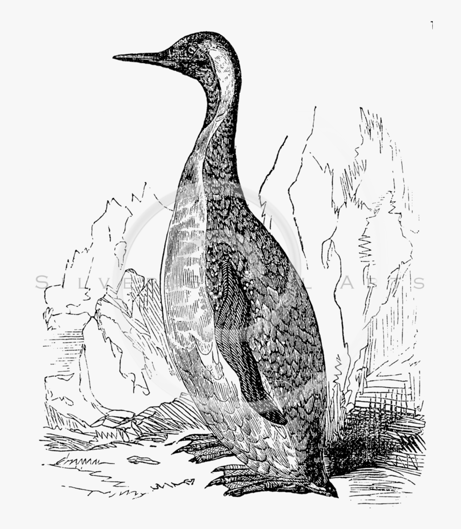 King Drawing At Getdrawings - Duck, Transparent Clipart