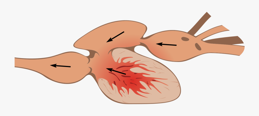 Two Chamber Heart - Fish Heart Anatomy, Transparent Clipart