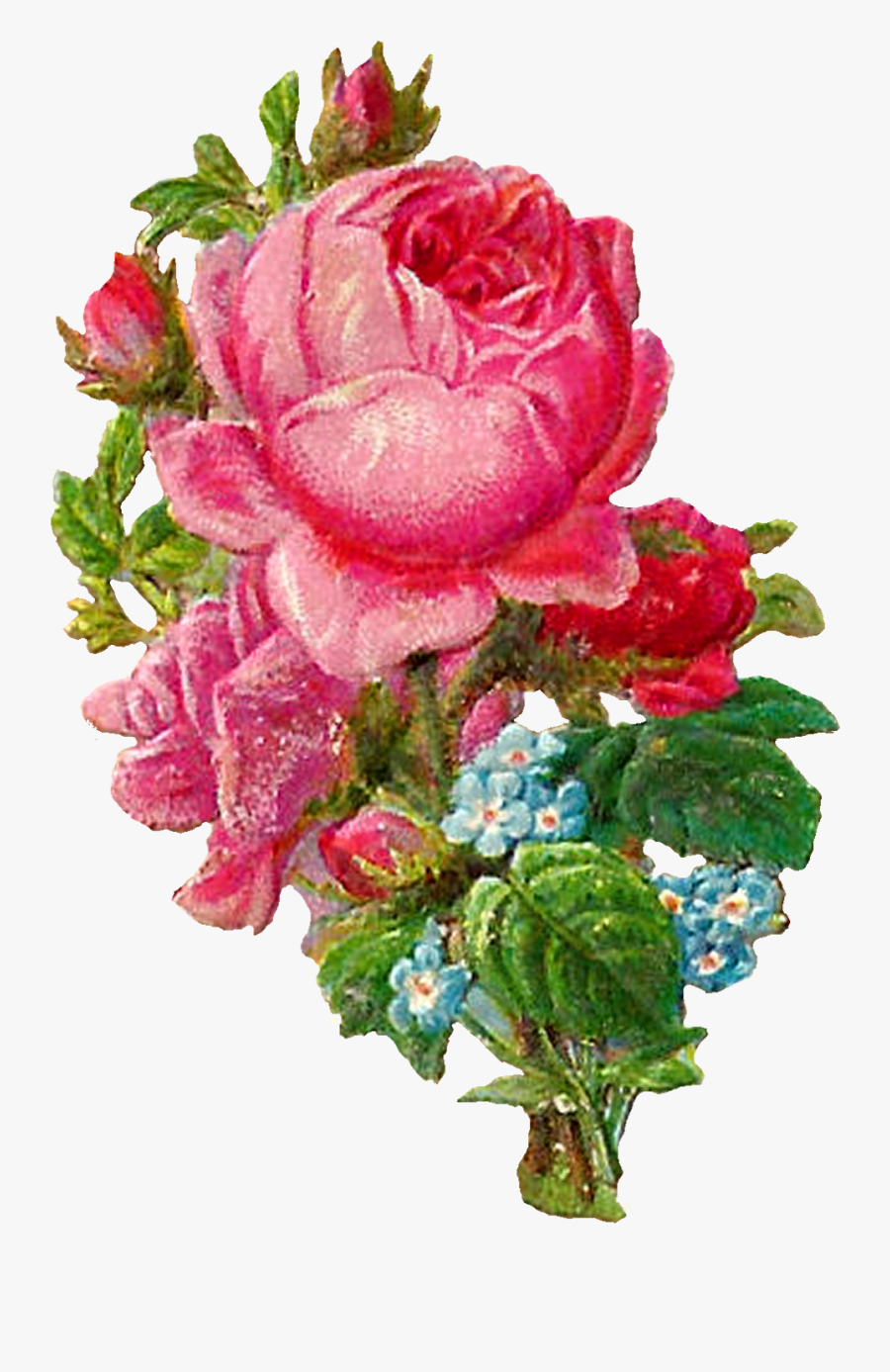 Rose Clipart Flower Bouquet Botanical Art Digital Image - Hybrid Tea Rose, Transparent Clipart