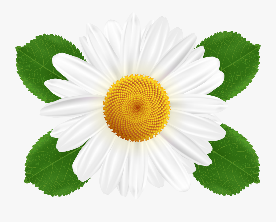 Transparent Gerber Daisy Clipart - White Daisy Png, Transparent Clipart
