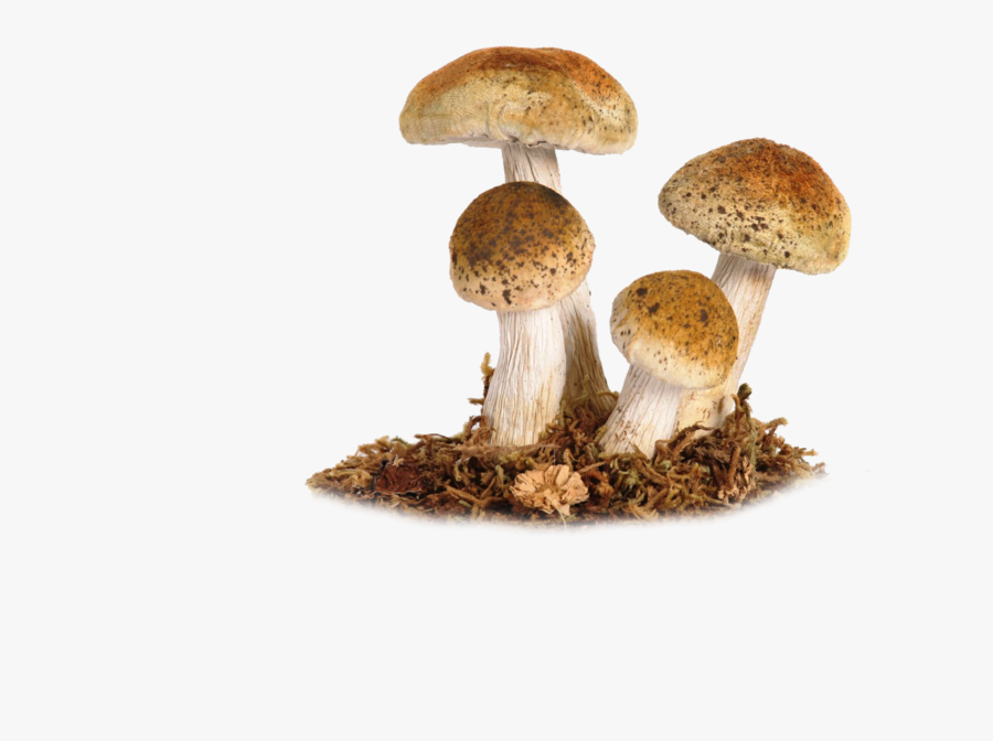 Vector Mushroom Vintage - Mushroom Png, Transparent Clipart