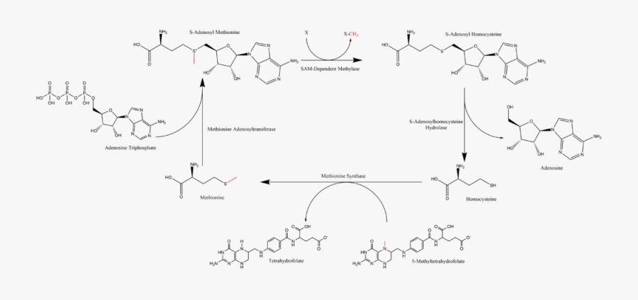 Sam-e Cycle - Sam Methionine, Transparent Clipart