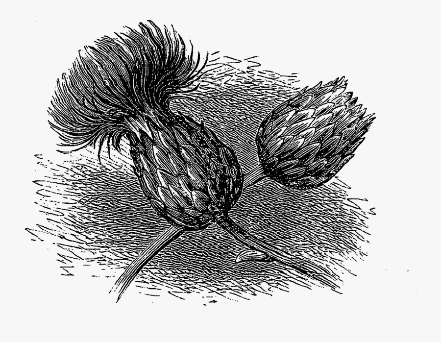 Sketch, Transparent Clipart