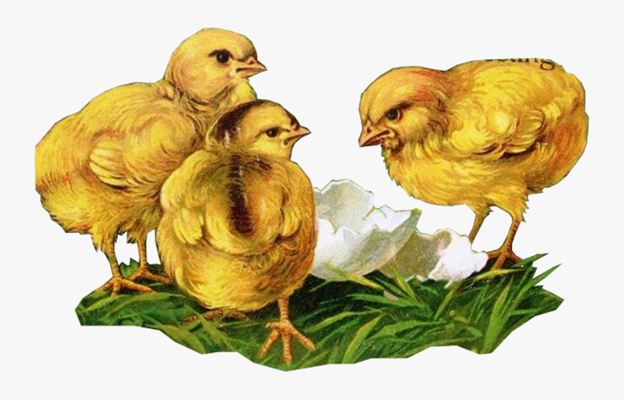 Kurczaki Gify, Transparent Clipart