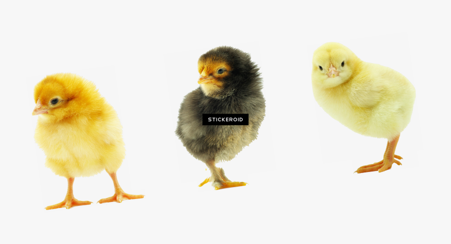 Baby Chicken Transparent - Chicken Transparent Background, Transparent Clipart