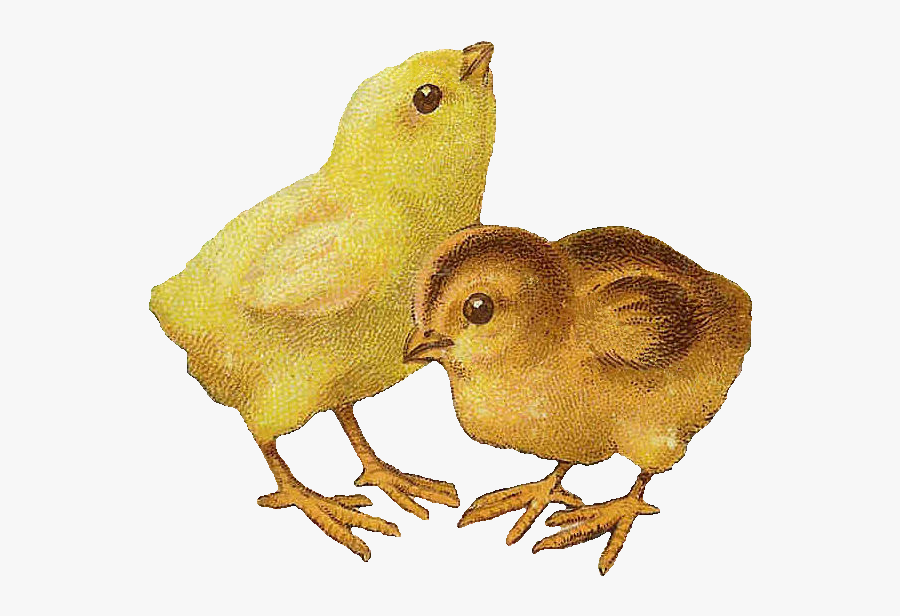 Happy Birthday Hot Chick, Transparent Clipart