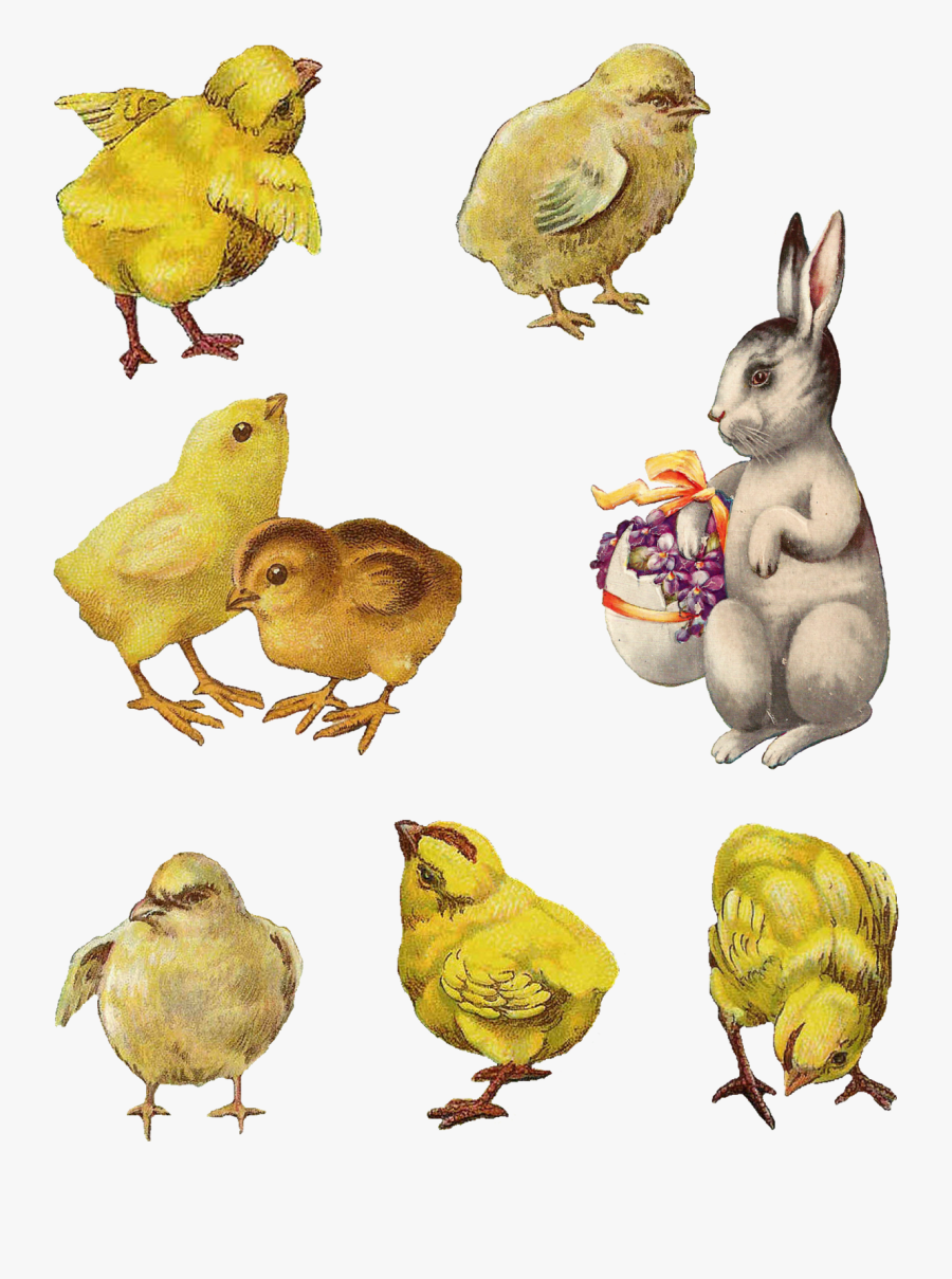 Digital Easter Chick Bunny Images - Vintage Easter Bunny Png, Transparent Clipart